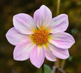 Wall Mural - Beautiful close-up of a decorative dahlia flower