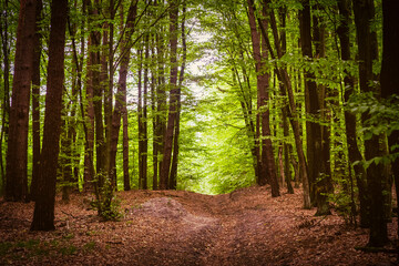  Beautiful forest road in the woods landscape (European latitude)