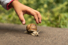 Child Who Found A Snail