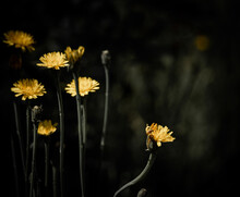 Yellow Flowers On Black Background