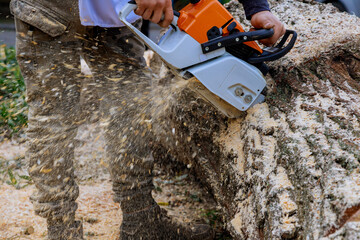 Canvas Print - Municipal worker with chainsaw sawing trees while hurricane blows through, what is falling on the asphalt