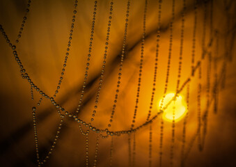  Dew drops glisten on backlit cobwebs