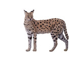 Serwal Sawannowy Dziki Kot Duży Grafika Natura Zwierzęta