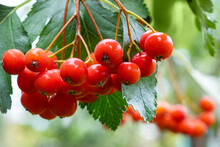 Red Berries Of Viburnum
