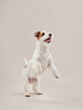 happy jack russell terrier on a beige background. 