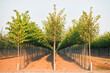 © Mint Images - A tree nursery, rows of young sapling trees being grown