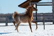 Young pretty arabian horse foal on natural winter background, in motion closeup