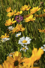 Wall Mural - jachère fleurie de coreopsis