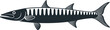 Barracuda logo. Isolated barracuda on white background