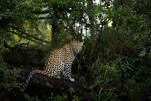 A Leopard, Panthera Pardus, Sits On A Branch, Direct Gaze