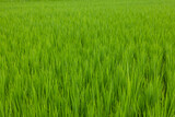 Fototapeta  - Fresh paddy rice field meadow