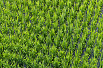 Wall Mural - Rice field in Taitung of Taiwan