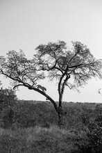 A Leopard, Panthera Pardus, Descends From A Tree, Black And White