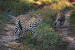© Mint Images - A female leopard and her cub, Panthera pardus, run and play together on a road