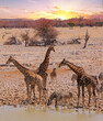 Portriat view of Giraffe and Zebra drinking from a waterhole in Etosha national Park, Namibia, Southern Africa
