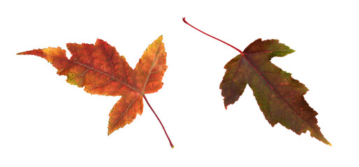 Wall Mural - set of autumn red and green eaves isolated