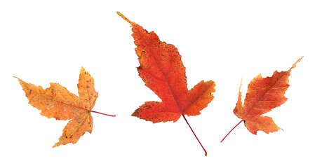 Wall Mural - set of autumn red and orange eaves isolated