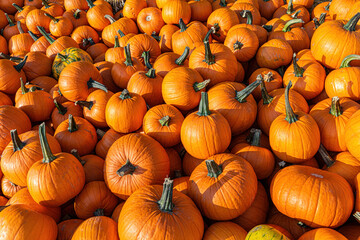 Wall Mural - Pumpkins and gourds, Halloween celebration