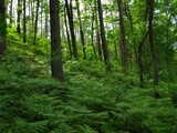Fototapeta  - paprocie w lesie
