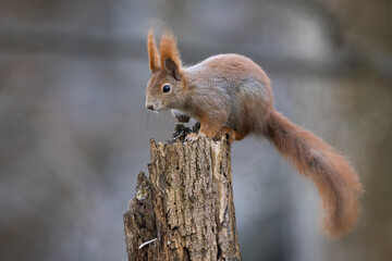 Wall Mural - Red squirrel, sciurus vulgaris, climbing on tree in autumn environment. Furry rodent sitting on stump in forest in fall. Orange little mammal looking from wood.