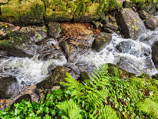 Wall Mural - Kennall river in Kennall Vale Nature Reserve, Ponsanooth, Cornwall, United Kingdom