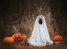 Labrador Retriever Puppy Dressed As A Ghost In Middle Of Field With Carved Halloween Pumpkins