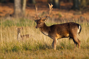 Wall Mural - fallow deer, dama dama, standing on meadow with cub hiding in long grass. male spotted mammal lookin