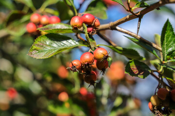 Crataegus × lavalleei, sometimes known as hybrid cockspurthorn  or Lavallée's hawthorn, is a hybrid that arose between cultivated specimens of two species in the genus Crataegus (Hawthorn).