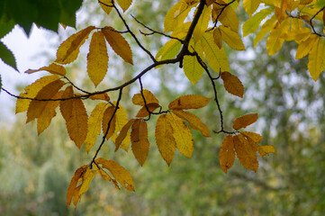 Wall Mural - Castanea sativa sweet chestnut colorful autumnal tree branches full of beautiful orange yellow green leaves