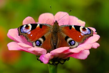 Canvas Print - Butterfly Aglais io (European peacock is sitting on pink flower of   Common Zinnia (Zinnia elegans) in beautiful colorful garden, full of zinnias.