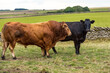 © Moorland Roamer - Close up of a large, powerful Limousin bull following a black Aberdeen Angus female cow or heifer in the Yorkshire countryside.  Space for copy.  Horizontal.