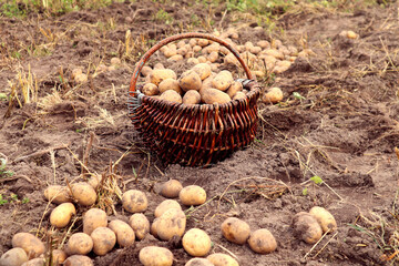   Rich autumn harvest: white potatoes collected in a wicker basket, near potato tubers on a personal plot, close-up