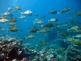 Fototapeta  - Colorful tropical fish on a coral reef, amazingly beautiful fairy world. In the coral gardens of the Red Sea.
