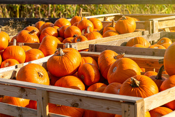 Poster - Pumpkins and gourds, Halloween celebration