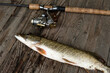 River predatory fish pike, next to a fishing rod, on an old gray board, close-up.