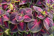 Coleus Is A Genus Of Annual Or Perennial Herbs Or Shrubs, Sometimes Succulent, Sometimes With A Fleshy Or Tuberous Rootstock, Found In The Old World Tropics And Subtropics.