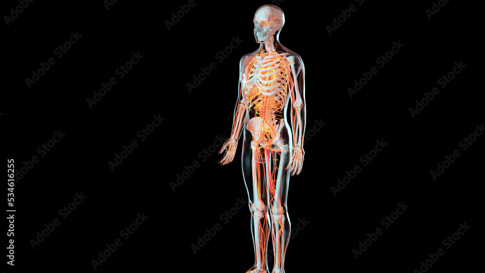Human Arterial And Venous Circulatory System Medically Accurate