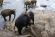 Elephants bathe at the elephant farm at Sri Lanka. Animals in the wild