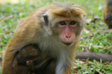 Macaque Ape Monkey Portrait At Sri Lanka. Monkey Mom Holding A Baby Monkey. An Animal In The Wild