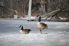 Canada Goose Couple Resting On Frozen Lake