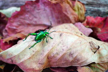 Wall Mural - Metallic green color beetle. Frog-legged beetles (Sagra femorata) or leaf beetles  in tropical forest of Thailand. One of world most beautiful beetles with iridescent metallic colors. Selective focus
