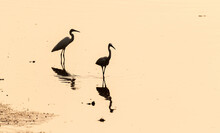 A Beautiful Shot Of Two White Egret In The Water During Sunset Hour