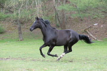 black horse in green field