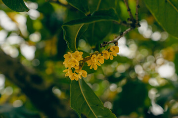 Canvas Print - osmanthus blooming on branch in autumn