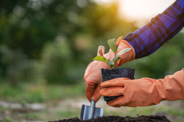 A young man kneeling while planting a tree concept, a working tree in a garden based on the concept of saving the world, nature, environment and ecology.