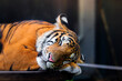 cute sleeping bengal tiger in habitat background