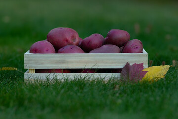 Wall Mural - Red skin potato in the wooden box in the green lawn.