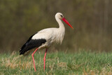 Fototapeta  - Bird White Stork Ciconia ciconia hunting time early spring in Poland Europe