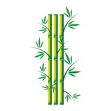 Fototapeta Sypialnia - Handdrawn green bamboo plant. Realistic detailed bamboo chinese green plant template card spa or nature concept for business