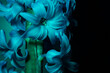 Hyacinth flower under blue light in the dark close up